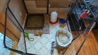 puppy play pen set up