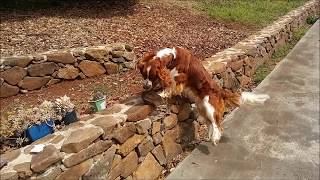 Dog Loves Picking Up Rocks - the Bigger the Better!