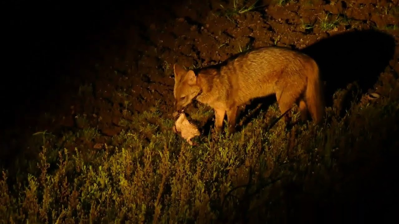 Crab-eating fox uses special technique to dispatch and eat a toad that contains poison glands
