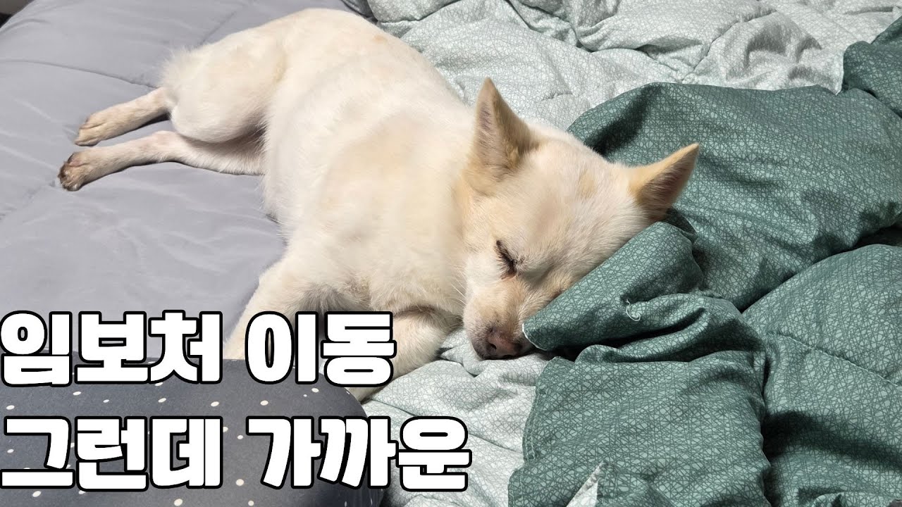 임보처 이동. 그런데 매우 가까운. 다이소 쇼핑을 더불어.