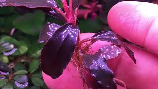 New Collection Added To My Bucephalandra Tank