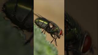Secrets of Flies | Why Is It So Hard to Catch Them  #animal #flies #insects