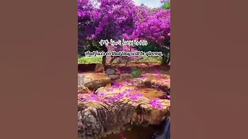 سورة القيامة من الآية ٢٠ إلي الآية ٢٧ بصوت القارئ إسلام صبحي 