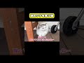 謎のクサを食う猫　#猫 #おもしろ #アテレコ #ニャンチューバーつくし