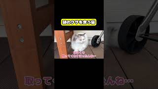 謎のクサを食う猫 #猫 #おもしろ #アテレコ #ニャンチューバーつくし