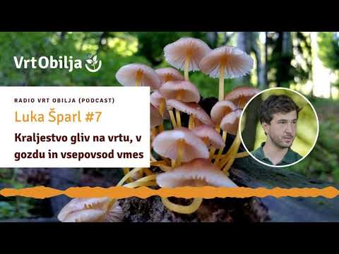 Video: Kaj je pravljična lisička - Kako gojiti rastline vilinske lisičarke
