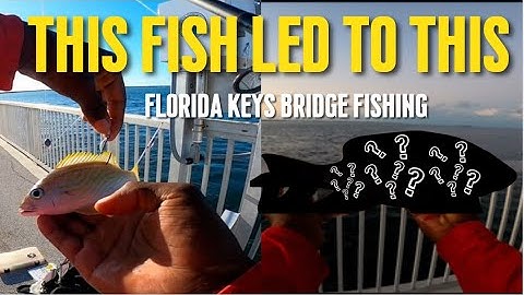 How to Catch Quality Fish on the Florida Keys Bridges!
