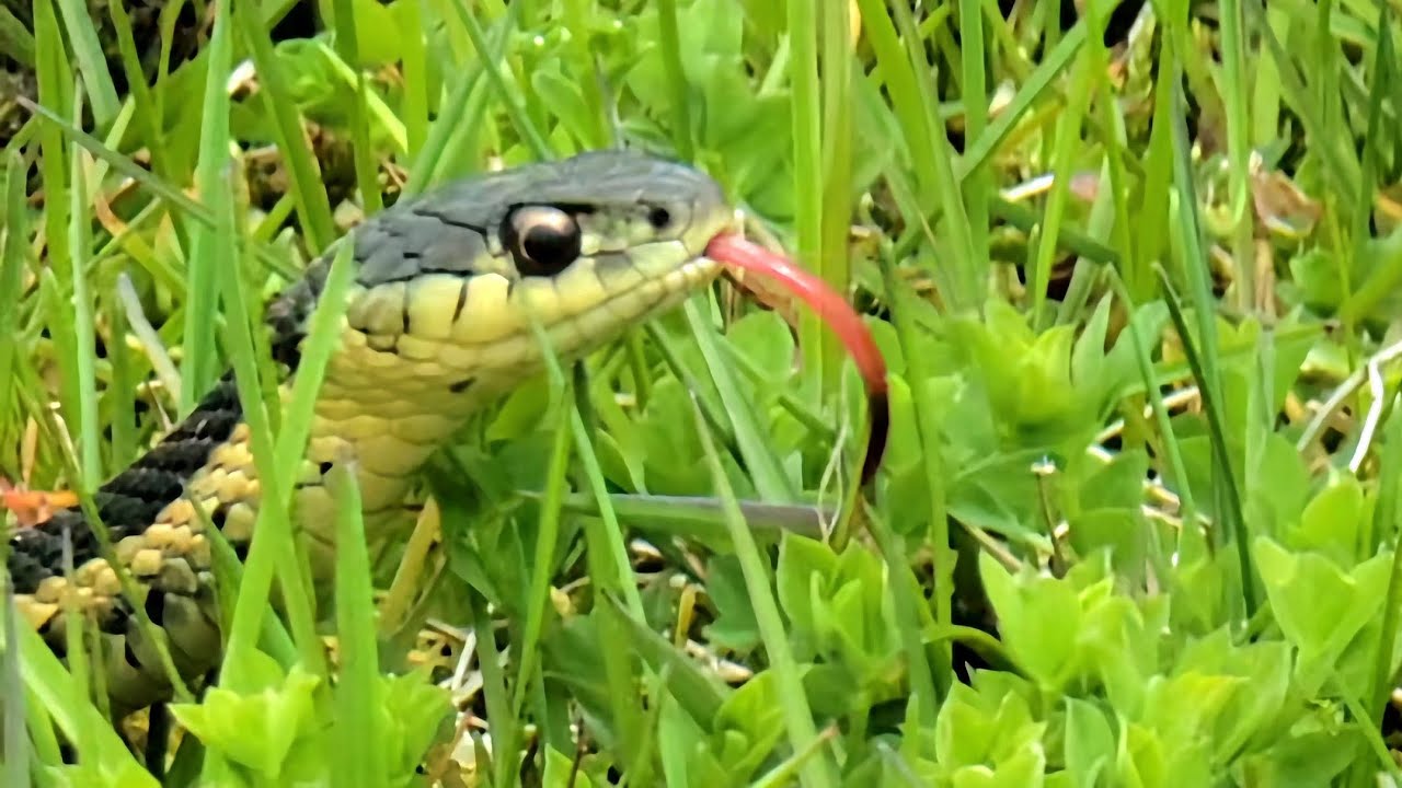 Circle of Life: Garter Snake (eating a frog) - YouTube