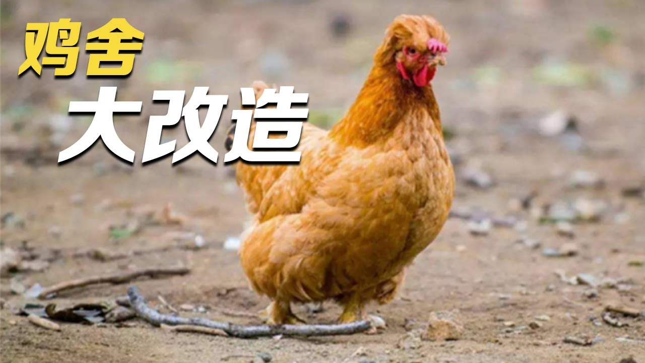 他们给鸡舍进行大改造，在鸡舍里添置“健身房”，就连里面的保温床垫都暗藏玄机！|「智慧农业新时代」| 农业致富经