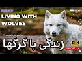 حیات وحش قسمت دوازدهم زندگی با گرگها Life With Wolves 