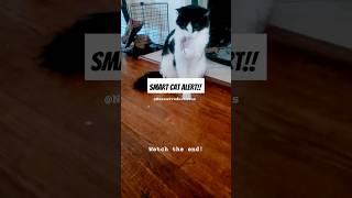 You need to see this new cat toy  #cattoys #cats #smartcat #shorts