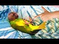 Smart Parrots Playing Dead | Funny Pets Compilation