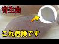 【生食注意】釣ったスズキに寄生虫が…観察して食べてみた【クドア】