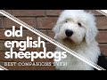 Wish We had Known BEFORE getting an Old English Sheepdog┃Best Companion┃Ed&Mel