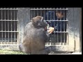 パパに怒られた❕飼育員と母に傷を見せるゲンタロウ⭐️ゴリラ【京都市動物園】Gentaro shows his wounds to the zookeeper and his mother .