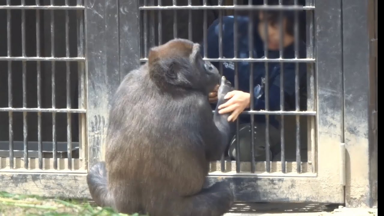 Горилла⭐️Момотаро разозлился! Гентаро показывает свои раны смотрителю зоопарка и его маме 【Момотаро】