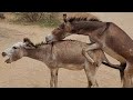 “Amazing Donkey Breeding Process | 100% Real Footage 😳”