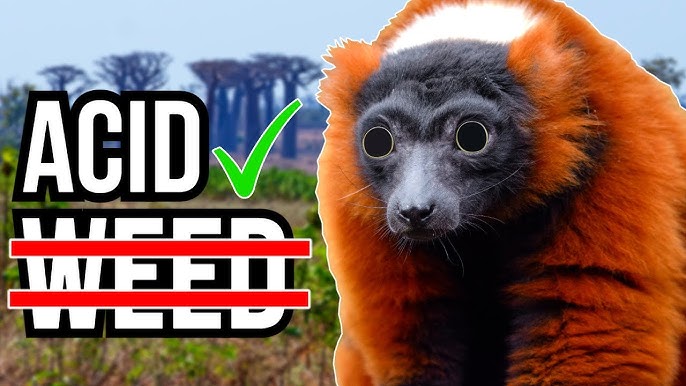 How These 5 Animals Get Drunk and High - YouTube