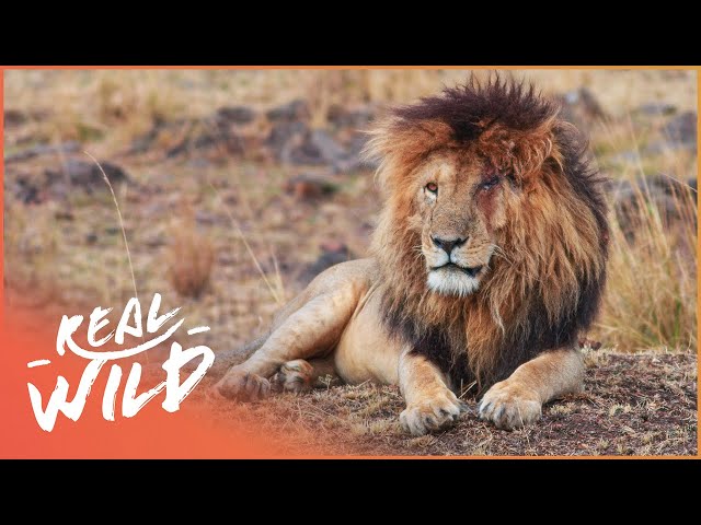 Scarface: The World's Most Famous Lion | Real Wild