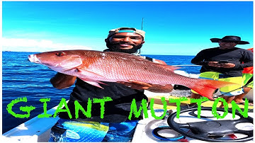 Giant Mutton Snapper {Catch,Clean,Cook}