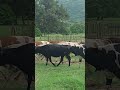 UFUGAJI WA NG OMBE WA MAZIWA 