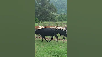 UFUGAJI WA NG OMBE WA MAZIWA 