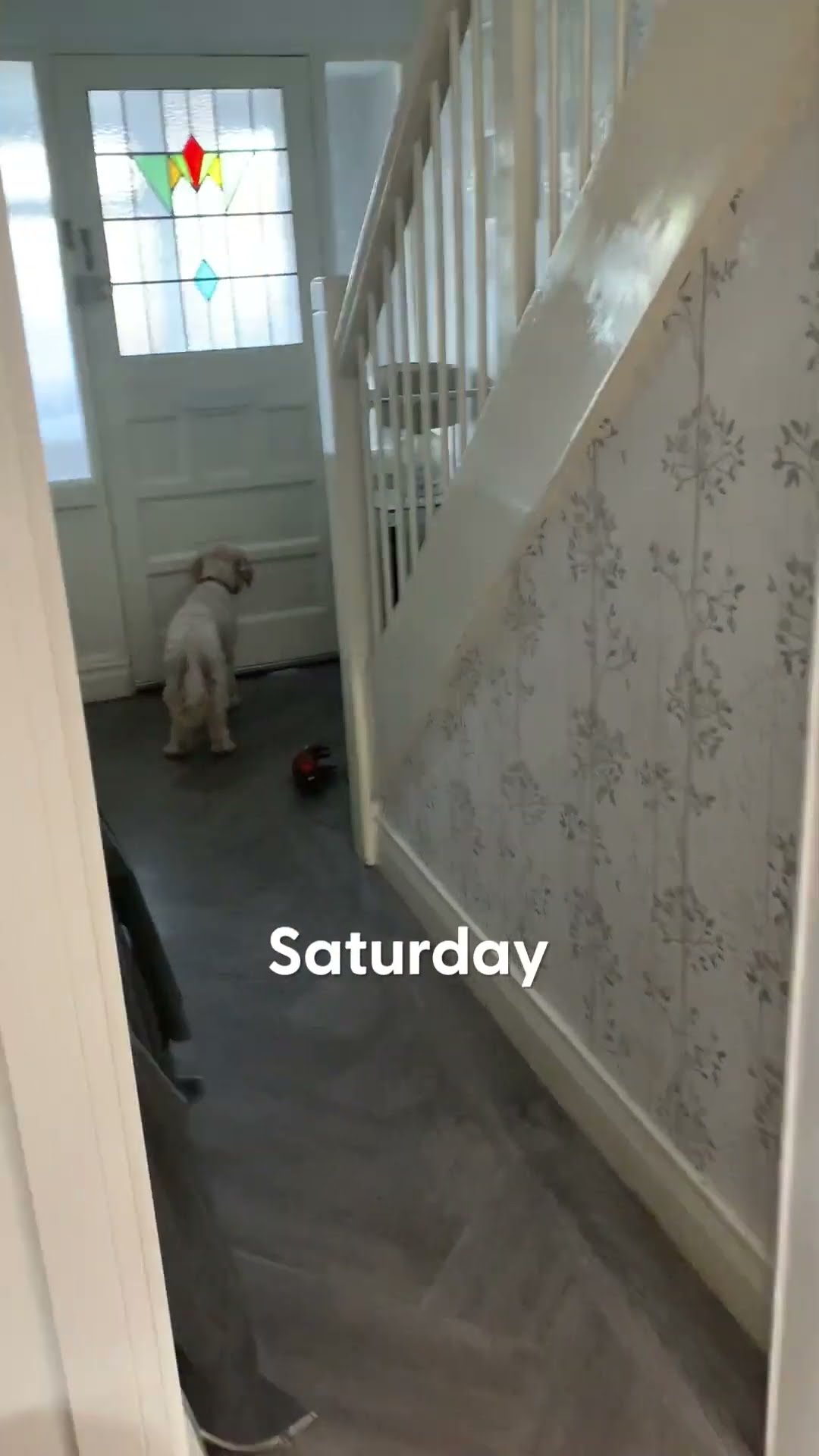 Dog Waits By The Window For Her Grandparents To Come Home | The Dodo