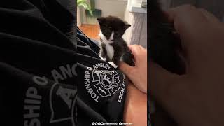 Fire fighter gets kitten therapy 🥰