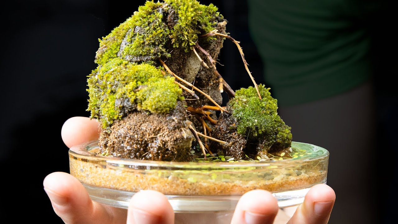 Mini Moss Mountains In a Water Dish
