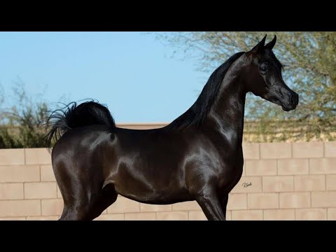 Arabian horse videos compilation | #3 | 💕❤️ 2021. Try not to watch it till the end