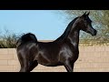 Arabian horses compilation  3   2021 try not to watch it till the end