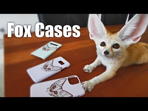 Now You can take Djinn the Fennec Fox with You!