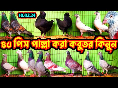 সিমিত দামে পাল্লা করা কবুতর কিনুন || কম দামে শাহারনপুরি কালদম রেসার কবুতর বিক্রি করা হবে