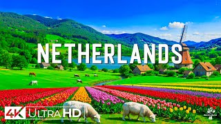 Flying Over Netherlands 4K • Scenic Canals and Vibrant Tulip Fields With Relaxing Melodies