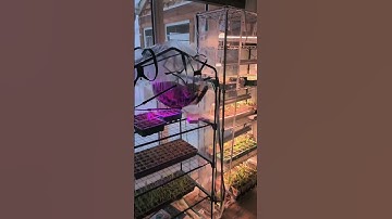 When Your Greenhouse Becomes a Cat Hammock || ViralHog