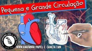 De é sistema circulatório que importante sistema o tipo