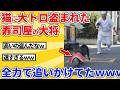 【2ch動物スレ】猫に大トロを盗まれた寿司屋の大将が猫を追跡してたｗｗｗｗｗ