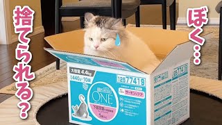 A cat who loves cardboard boxes so much that he ended up like this