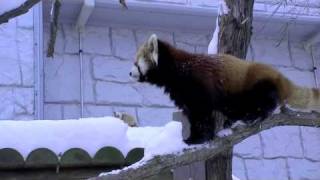 雪の中でマーキングするレッサーパンダ