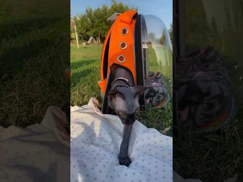 Первый Выгул кошки