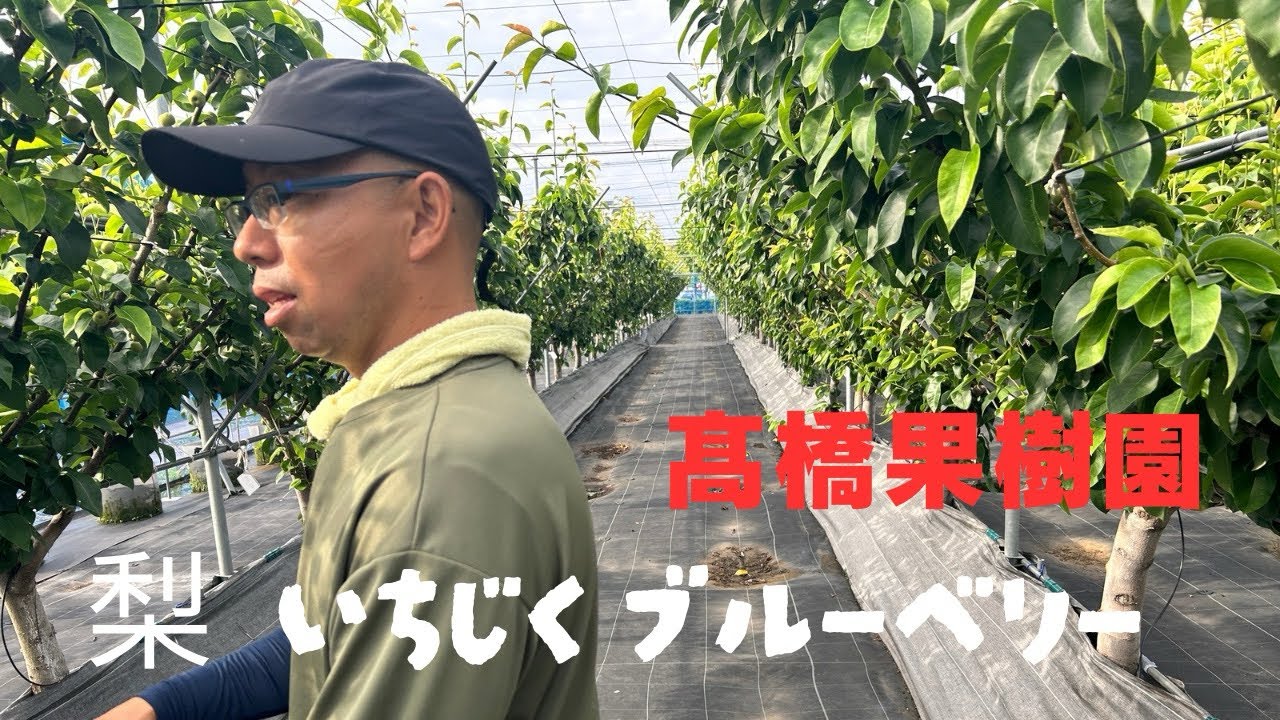 果樹作業 梨 根圏制御栽培 - YouTube