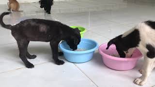 It's our meal time, furry friends by Pet Adoption Center 2,917 views 1 year ago 3 minutes, 37 seconds