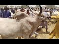 Wudil Cattle Market Kano State We Deliver To Any Part Of Nigeria From Northern Nigeria Wudil Cattle Market Kano State We Deliver To Any Part Of Nigeria From Northern Nigeria
