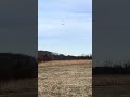 Irene Sha's first SGS 2-33A glider landing