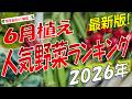 6月植え人気野菜ランキングBest15(2026年版)