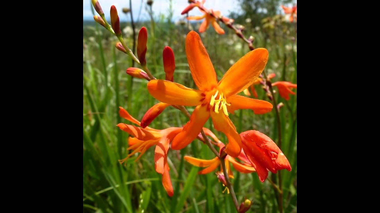 КРОКОСМИЯ, или МОНТБРЕЦИЯ (CROCOSMIA) сем. Касатиковые - YouTube