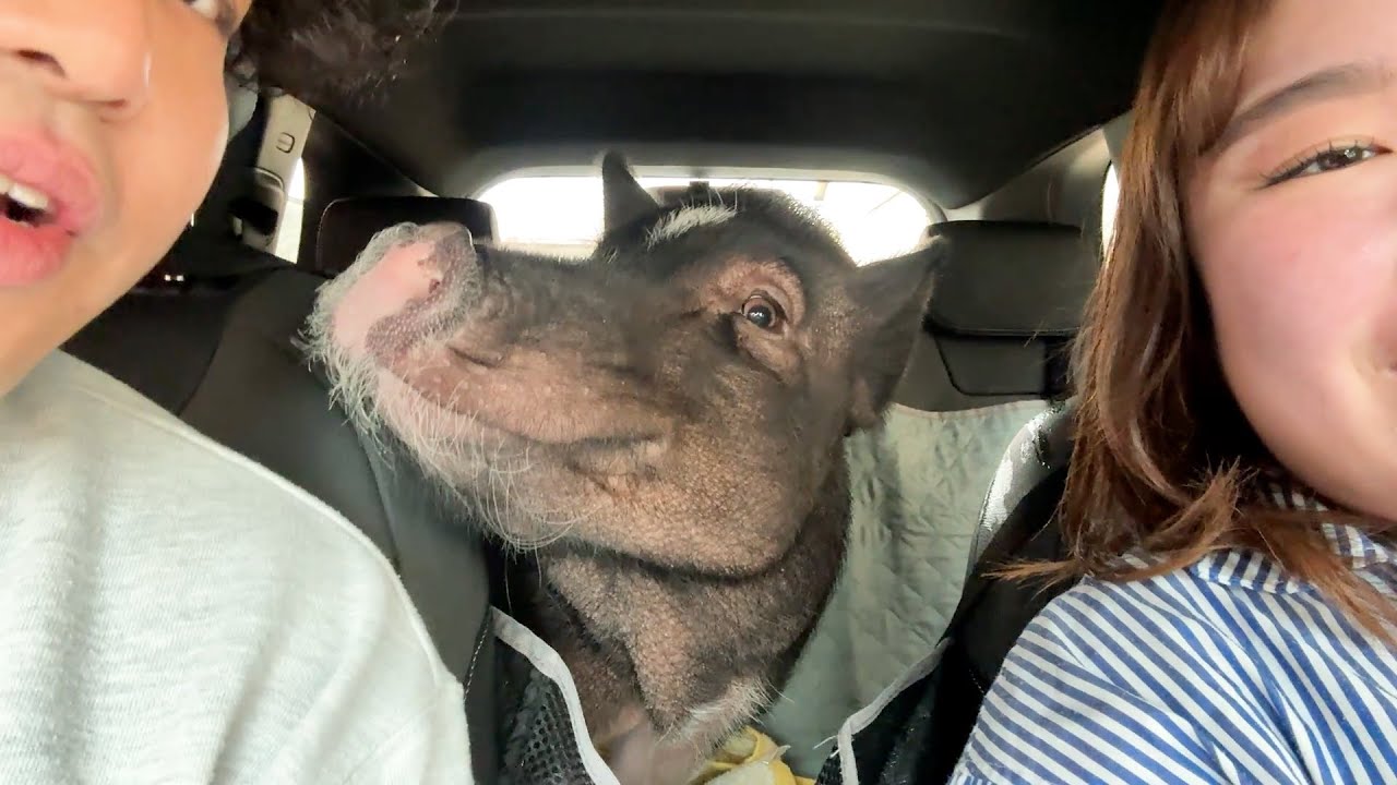 ベンツから軽バンに変わったときのブタの反応が露骨すぎた