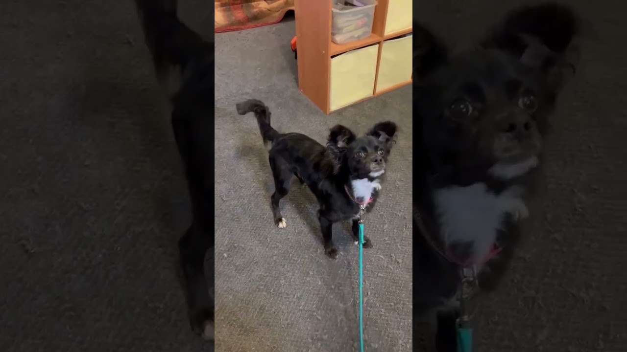 Adoptable Rescue Dog - Grayson (2) 