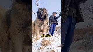 この素晴らしい犬は、時々「戦車」と呼ばれます