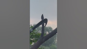 Tôi làm con dao quắm phát rẫy bằng thép quả bom đạn chặt cây như chặt chuối vậy